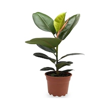 Tek Dal 20-45cm Kauçuk Bitkisi - Ficus Elastica Ev, Ofis, Salon, Iç Mekan Bitkisi