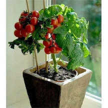 Süper Paket Cherry Domates Tohumu Saksılık Cherry Domates Tohumu 150 Adet Tohum