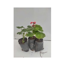 Sardunya Çiçeği Fidesi Fidanı 10-20 Cm 3 Adet