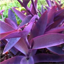 Saksılı Mor Telgraf Karasevda Çiçeği 10-20 Cm Tradescantia