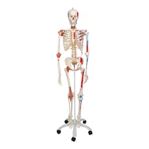 Iskelet Modeli. Kasları Ve Ligamentleri Gösteren 180 Cm