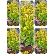 Videolu Altuni Taflan 5 Adet Saksılı/ Tüplü 30-50cm Dış Mekan Bitkisi Euonymuus Japonica