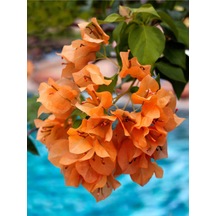 Turuncu Sarılıcı Begonvil Çiçeği 1 Adet Saksılı/tüplü 80-100cm Bahçe Bitkisi Bougainvillea