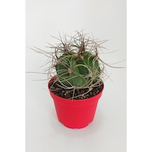 Astrophytum Capricorne Nadide Tür Tekli Özel Kaktüs 8.5 CM KırmıZI