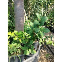 Yeşil Deniz Fidancılık Kamelya Fidanı 30-50 Cm