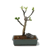 Bodur Siyah Incir Bonzai Ağacı Tohumu 5 Adet Tohum Bonsai Ağacı Tohumu