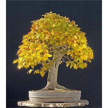 Bodur Sarı Alıç Bonzai Ağacı Tohumu 5 Adet Bonsai Ağacı Tohumu