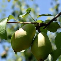 Tüplü Aşılı Tam Bodur Erkenci Aromalı Akça Armut Fidanı