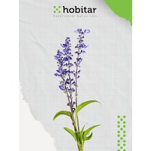 Hobitar Adaçayı Çiçek Tohumu 20 Adet