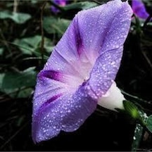 5 Adet Tohum Ipomea Purpurea Tropkilal Çiçek Çiçeği Tohumu Saksı Toprak Sürpriz Hediye Tohumludur..
