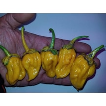 20 Adet Lucifer's Lemons Biber Tohumu