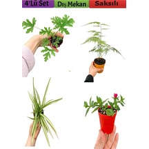 4'lü Bahçe Seti Itır+ Tül+ Kurdele+ Buz Çiçeği 5-25 Cm Saksılı Dış Mekan Bitkileri