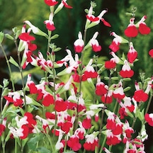 Süs Adaçayı 20 Adet - Salvia Microphylla 'Hot Lips'