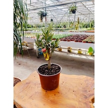 Midi Zeytin Ağacı - 25Cm