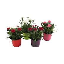 Farklı Renklerde Rengarenk Karanfil Çiçeği 4 Adet Saksılı Avantajlı Ürün 15-25cm