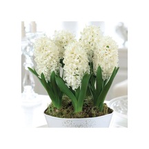Hyacinthus White King Sümbül Soğanı 3  Adet