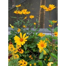 Videolu 1 Adet Sarı Çalı Papatyası Çiçeği 20-30 Cm Saksılı Çiçekli Bodur Bitkiler Euryops Pectinatus