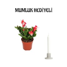 Hediyelik Kırmızı Yılbaşı Çiçeği Sevgililer Gününe Özel Mumluk Hediyeli