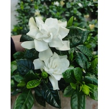 Gardenya Yoğun Kokulu 1 Adet Saksılı Gardenia Jasminoides