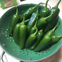 Meksika Extreme Acı Jalapone Biber Fidesi 5 Adet