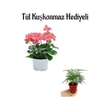Hediyelik Toz Pembe Sardunya Fidanı Kadınlar Gününe Özel Tül Kuşkonmaz Hediyeli