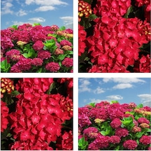 Videolu 1 Adet Kırmızı Renk Ortanca Çiçeği Fidanı 20-45 Cm Saksılı Çiçekli Bodur Bitkiler Hydrangea