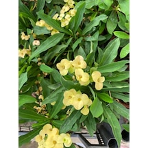 Yellow Euphorbia Milii Sarı Renk Dikenler Tacı Çiçeği 1 Adet Saksılı 20-30cm