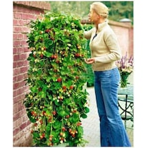 Süper Paket Alman Çileği Tohumu Çilek Tohumu 100 Adet Tohum