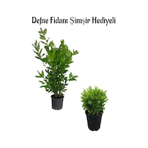 Defne Çalısı Fidanı 40-60cm +çalı Şimşiri 30-40cm Saksılı Bahçe Bitkisi