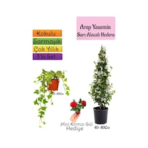 Mis Kokulu Arap Yasemini+alacalı Hedera Hex Sarmaşığı+mini Gül 3'lü Set