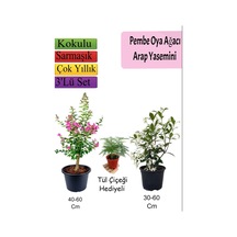 Pembe Oya Ağacı+ Arap Yasemini + Tül Çiçeği Hediyeli