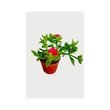 Buz Çiçeği Fidanı Sukulent 10-20 Cm