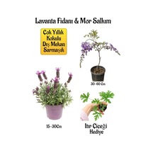 Yoğun Kokulu Lavanta+kokulu Mor Salkım Ağacı Fidanı Itır Çiçeği Bahçe Seti