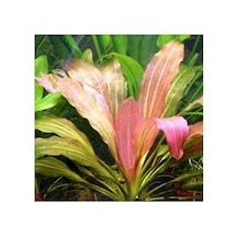 Echinodorus Rose Saksı Canlı Bitki Diğer