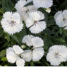 Dianthus Superbus Beyaz Renkli Kokulu Karanfil Çiçeği Tohumu 100