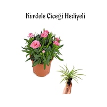 Bitkim Sende Mis Kokulu Pembe Karanfil Çiçeği Sevgililer Gününe Özel Kurdele Çiçeği