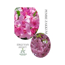 Pembe Zakkum Fidanı 1adet Saksılı 30-60cm- Erguvan Ağacı 1 Adet 40-70cm