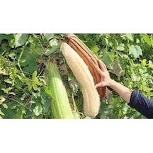 100 Adet Eko Paket Lif Kabak Tohumu