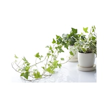 Mini Hedera Salon Sarmaşığı- Alacalı&Yeşil Askılı Saksıda 2 Adet