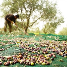5X10 METRE ZEYTİN SERGİSİ ZEYTİN TOPLAMA FİLESİ FINDIK FISTIK ÖRT