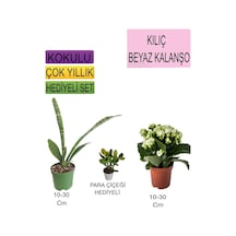 3'lü Set Tek Dikim  + Beyaz Kalanşo+ Hediyelik  Çiçeği