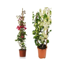 Begonvil Sarmaşığı 1 Adet Kırmızı 1 Adet Beyaz Begonvil Çiçeği 40-60cm Saksılı/ Tüplü