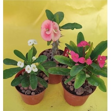 Videolu Milli Dikenler Tacı Kaktüs 1 Adet 3 Farklı Renk Saksılı 20-40cm Euphorbia