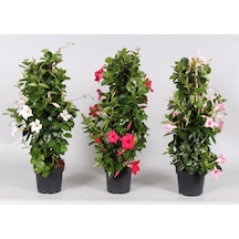 Videolu Mandevilla Sarmaşığı Beyaz-pembe-kırmızı 3 Adet Saksılı 50-60cm Dış Mekan Bitkisi