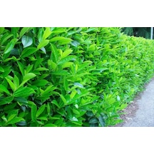 Parlak Yapraklı Kartopu – Viburnum Lucidum 30-40 cm Çit Bitkisi 1