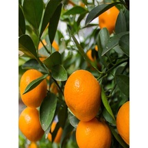 Videolu Ferah Kokulu 1 Adet Primasol Mandalina Fidanı 120-180cm Saksılı\tüplü Primasol Mandarin