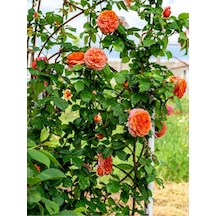 Sarmaşık Gül Turuncu Renkli 60 80 Cm 1 Adet Saksılı Aşılı Gül Orange Rose