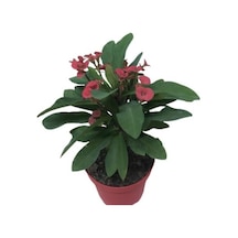 Saksılı Ebruli Dikenler Tacı Japon Iğnesi Euphorbia Milii 5-15 Cm