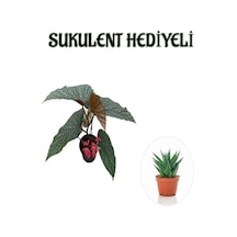 Hediyelik Çiçekli Çilli Begonya Çiçeği Sevgililer Gününe Özel Sukulent Hediyeli