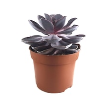 Echeveria Gibbiflora 'Purple Pearl' (Sukulent) Ø10,5 CM Y10-15 CM